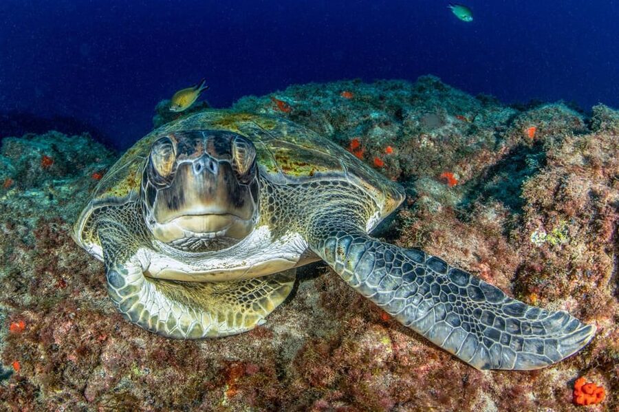 Tenerife: Scuba Diving Experience for Every Level - What you see beneath Tenerife’s volcanic coast