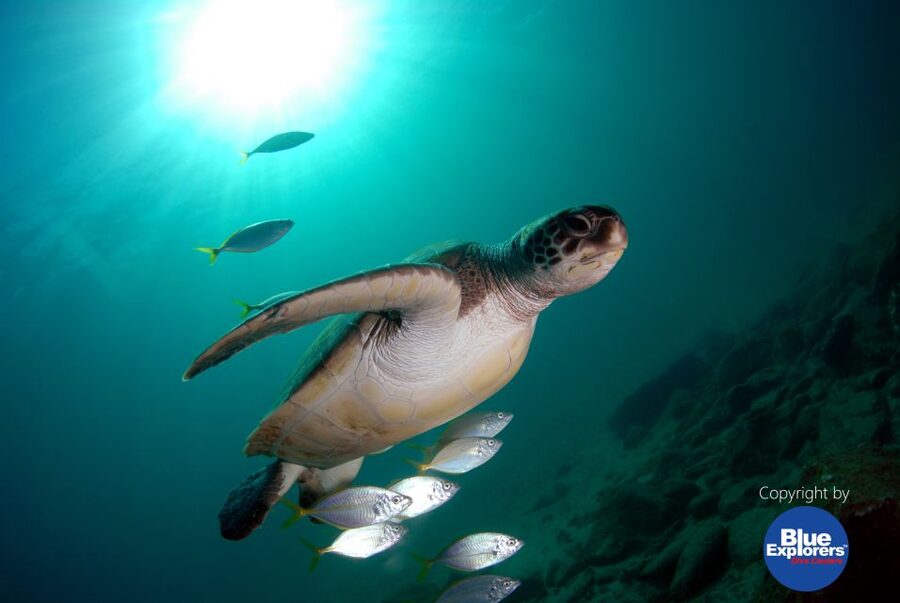 Tenerife Scuba Diving for Certified Divers - Is $106 good value for this Tenerife outing?