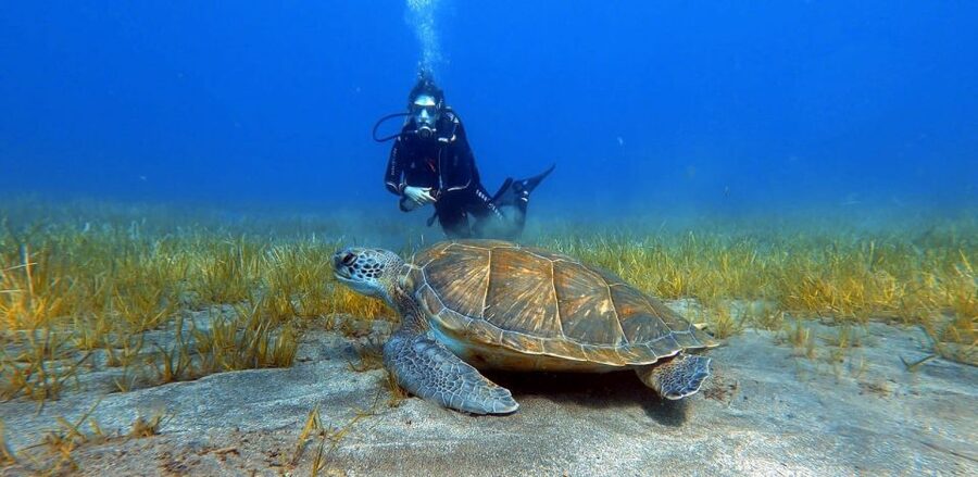 Tenerife: Scuba Diving Lesson and Abades Protected Area Dive - What happens during the three-hour Abades session