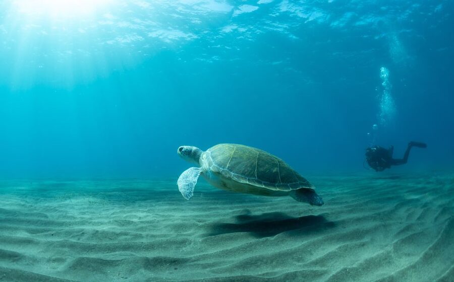 Tenerife: Scuba Diving Lesson and Abades Protected Area Dive - The 30-minute briefing is more important than it sounds