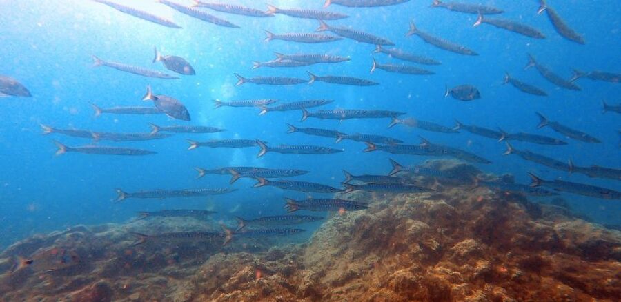 Tenerife: Scuba Diving Lesson and Abades Protected Area Dive - Marine life you might spot