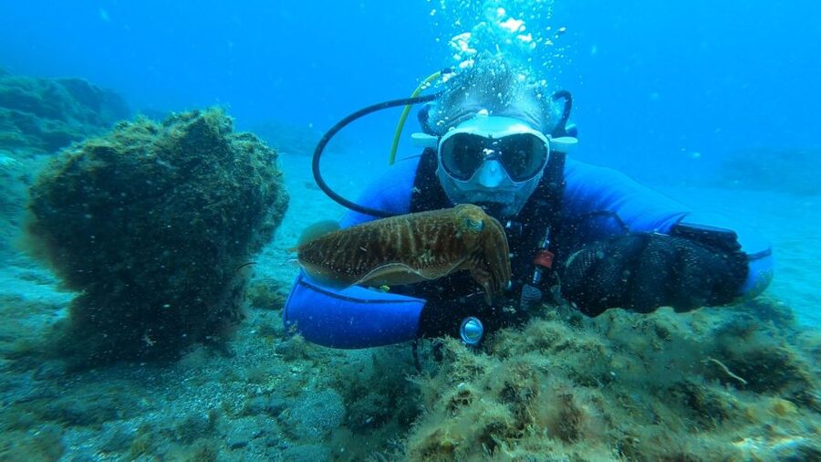 Tenerife: Scuba Diving Lesson and Abades Protected Area Dive - Who should book this Tenerife experience?