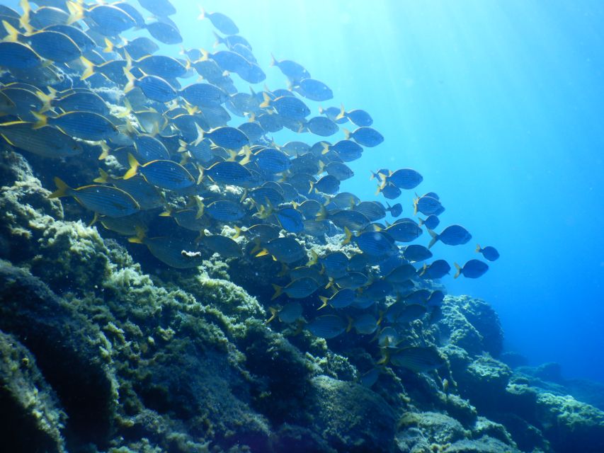 Tenerife : Snorkeling underwater with freediving Instructor - How the instruction comes across