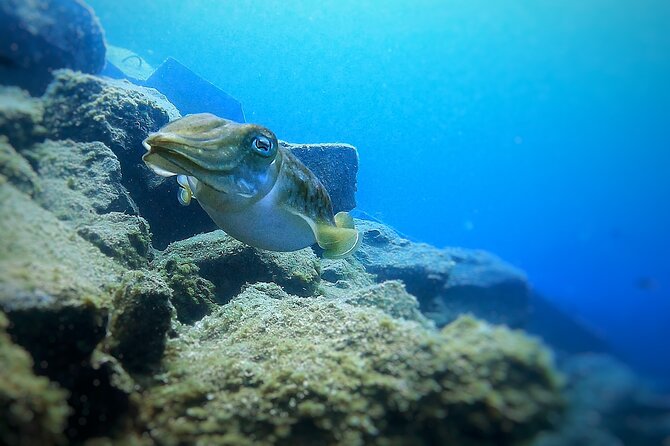 Tenerife Under The Sea - dive into 1-1 personalised experience - Key points to know before booking