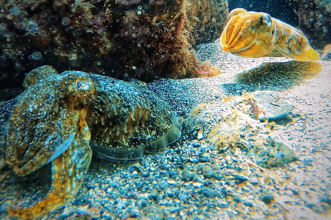 Tenerife Under The Sea - dive into 1-1 personalised experience - What the $65 price includes