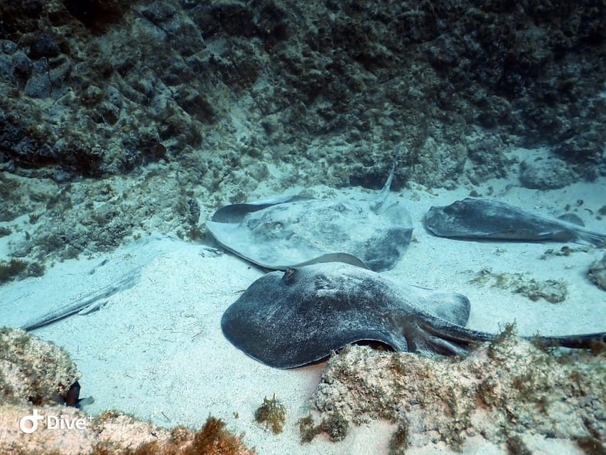 Tenerife: Your First Scuba Diving Experience in Turtle Area - Should you book it?