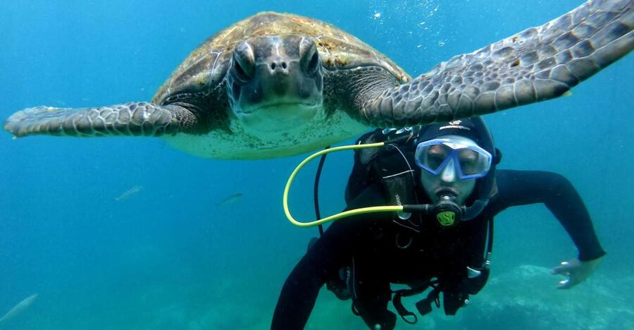 Tenerife: Your First Scuba Diving Experience in Turtle Area - Starting at Puerto Colón with a proper safety lesson