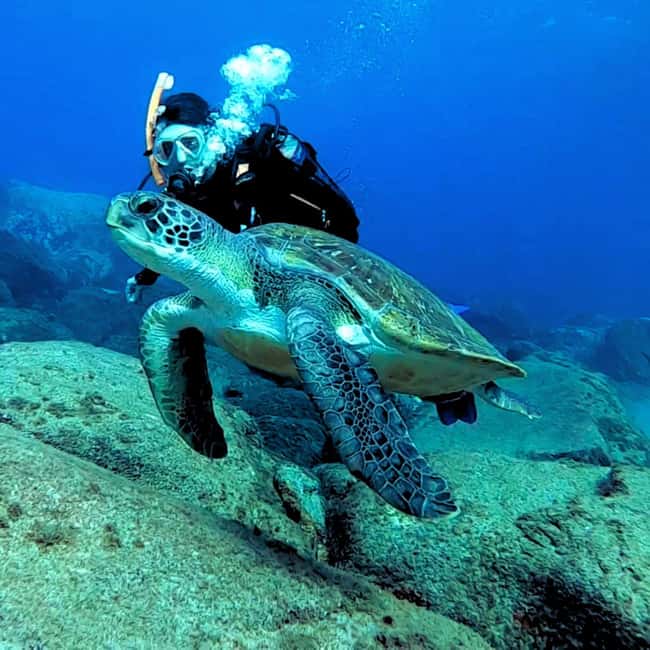 Tenerife: Your First Scuba Diving Experience in Turtle Area - Your first underwater session reaches 12 meters