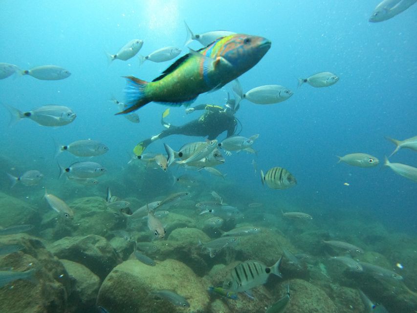 Tenerife: Your First Scuba Diving Experience in Turtle Area - The instructors are the real reason beginners feel secure