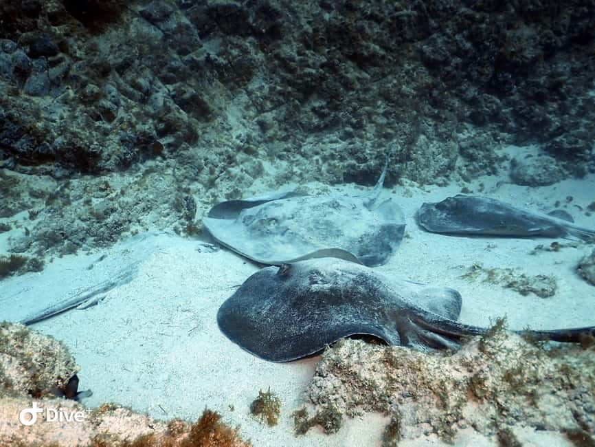 Tenerife: Your First Scuba Diving Experience in Turtle Area - What the $84 price really covers