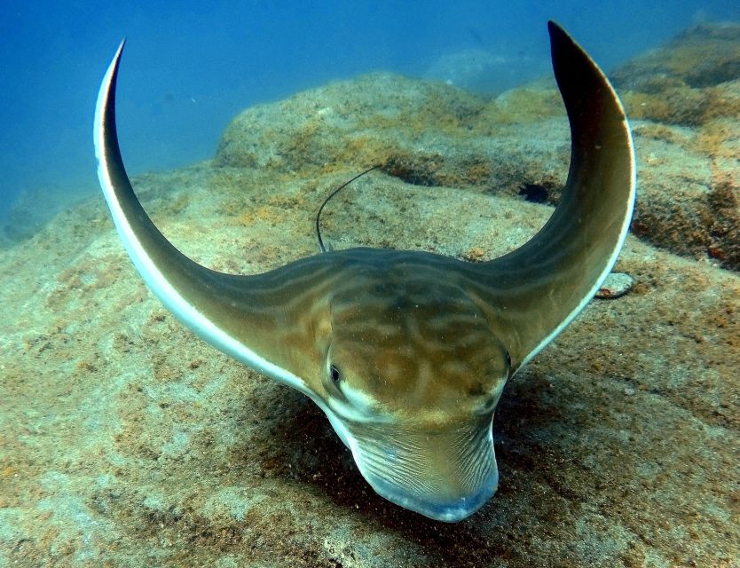 Tenerife: Your First Scuba Diving Experience in Turtle Area - Practical safety details you should not skip
