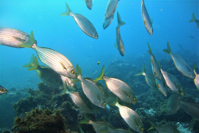 Terceira Azores: Scuba-Double dive Trip(certified Divers) - Two underwater sessions around Terceira