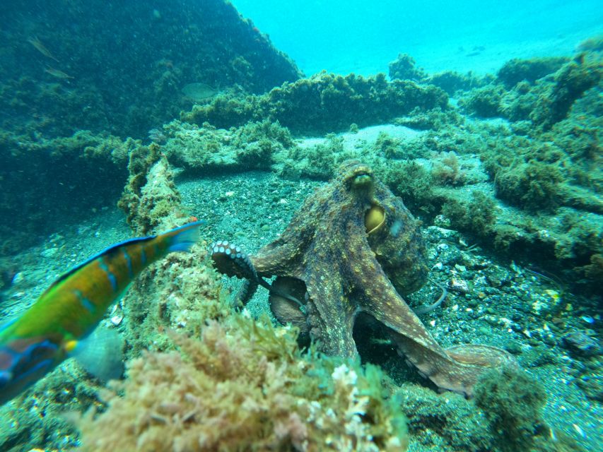 Terceira Island:Try Scuba in a Shipwreck-Archeological park - Is this Terceira scuba session worth booking?