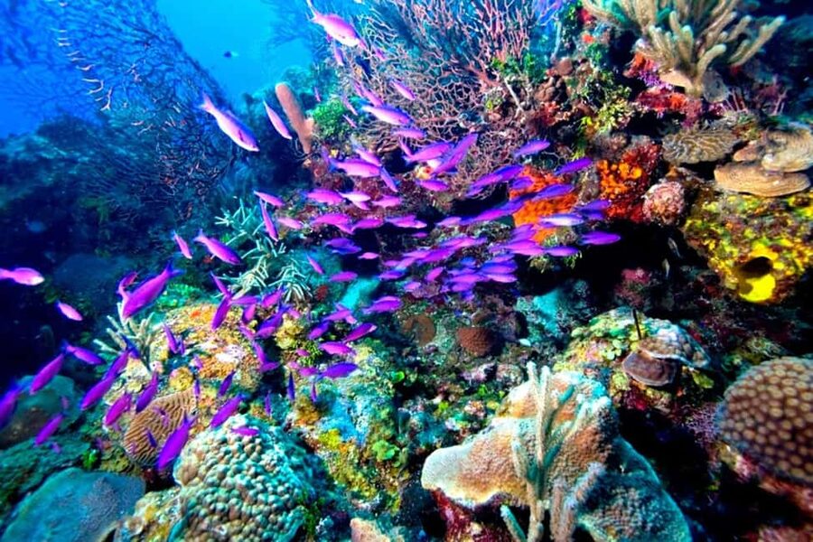 Tiran Island: Full-day Snorkeling, Diving Boat Trip - FAQ