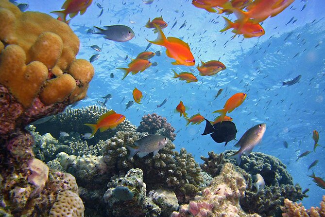 Tiran Island Full Day Snorkeling Sea Trip & intro dive 15 min - Sharm El Sheikh - Who will enjoy this tour most