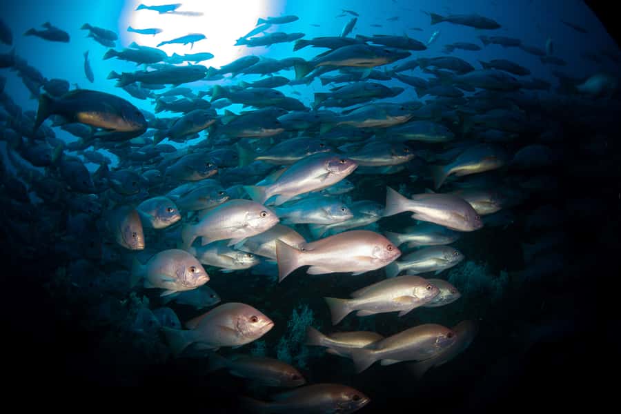 Townsville or Magnetic Island: Yongala Wreck Dive Day Trip - Why the SS Yongala is worth the long ride