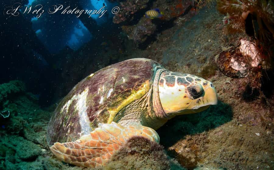 Townsville or Magnetic Island: Yongala Wreck Dive Day Trip - The second descent and the trip home