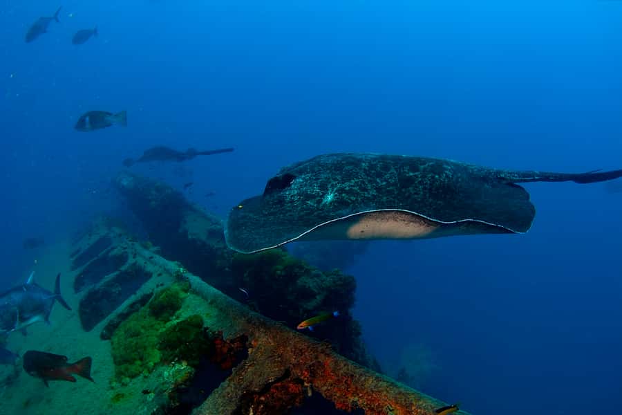 Townsville or Magnetic Island: Yongala Wreck Dive Day Trip - Is $346 good value?