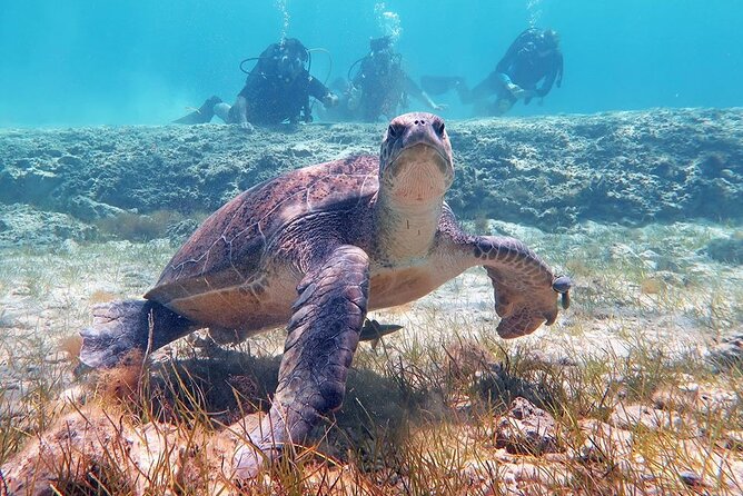 Try a Scuba Diving Experience - The first open-water session and what you might see