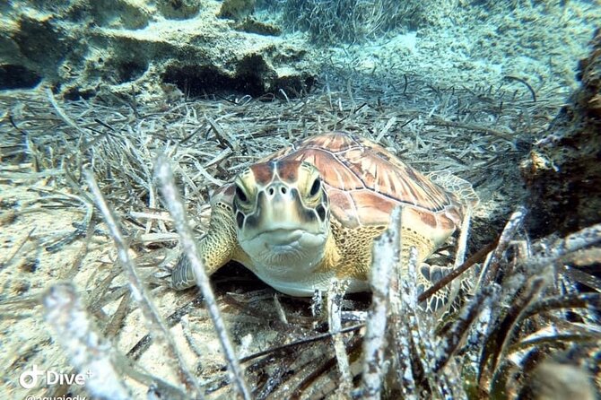 Try a Scuba Diving Experience - Why the personal instruction matters