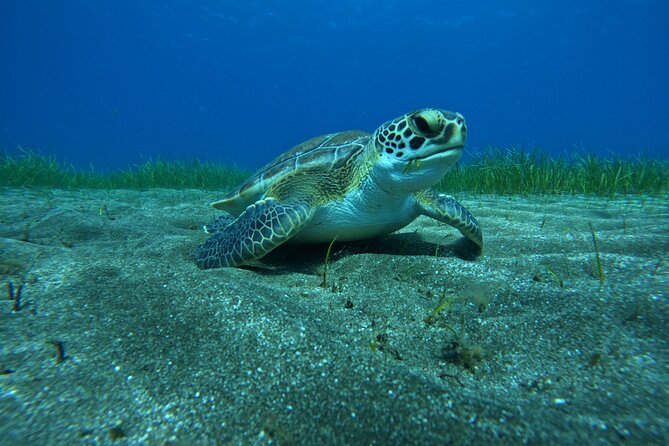 Try Dive in Abades Bay with a private instructor - Why Abades Bay works for a first underwater outing
