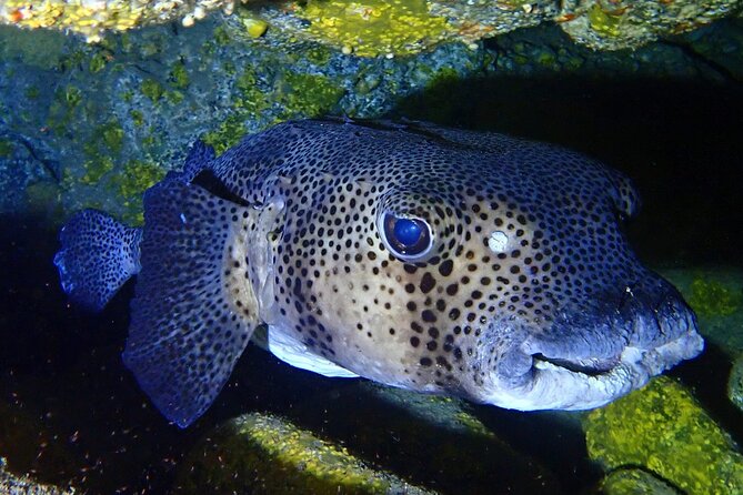 Try Dive in Abades Bay with a private instructor - What you might see on the volcanic reef