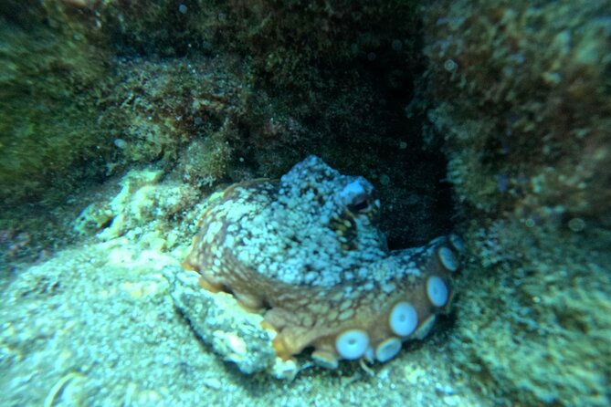 Try Dive in Abades Bay with a private instructor - Equipment, insurance, and what the price covers