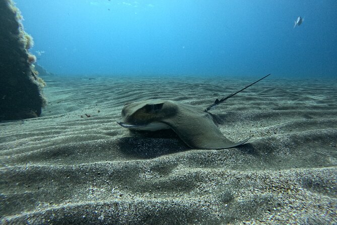 Try Dive in Abades Bay with a private instructor - Health rules you should take seriously
