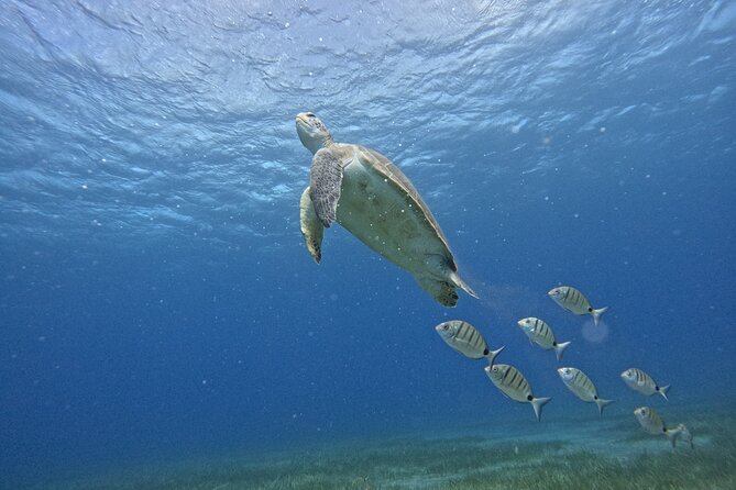 Try Dive in Abades Bay with a private instructor - Entering the water from the sandy beach