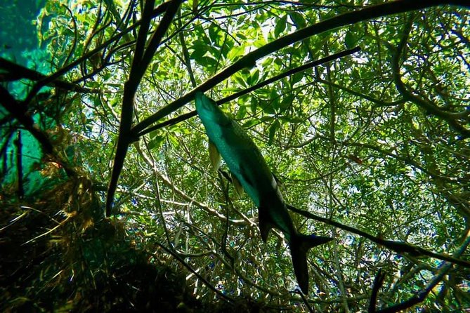 Try dive in beautiful Casa cenote for 2 people - A careful start with the equipment and safety briefing