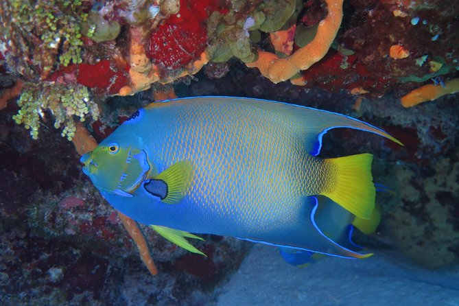 Try dive in Cozumel island - Learning the equipment before entering the water