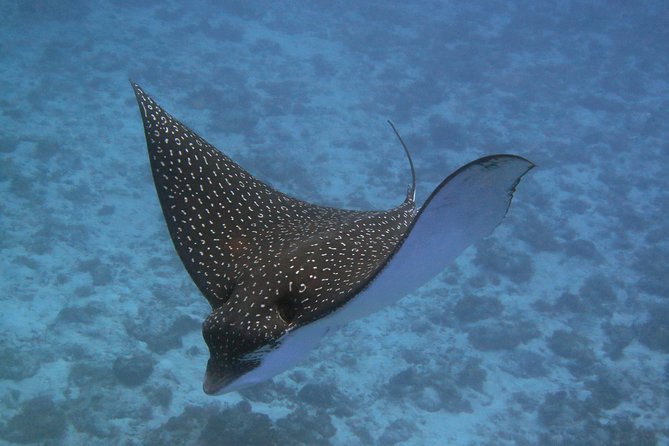 Try dive in Cozumel island - A reef visit with turtles, rays, and moray eels
