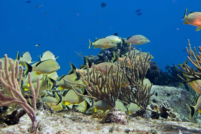 Try dive in Cozumel island - Getting comfortable in shallow water