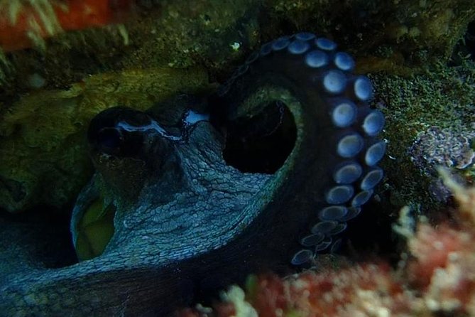 Try Dive Marine Reserve, Arrábida, Setúbal, Sesimbra, near Lisbon - Who will enjoy this most