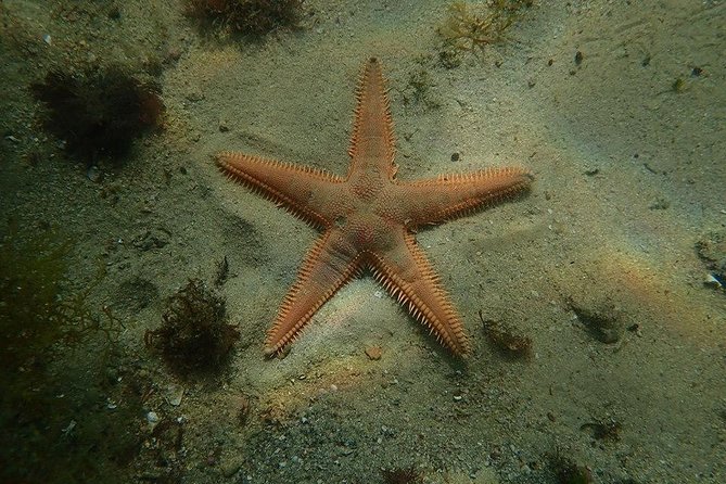 Try Dive Marine Reserve, Arrábida, Setúbal, Sesimbra, near Lisbon - What the two-hour session includes