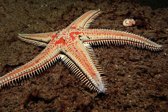 Try Dive - PADI Discover Scuba Diving in Tenerife - Your first supervised time underwater