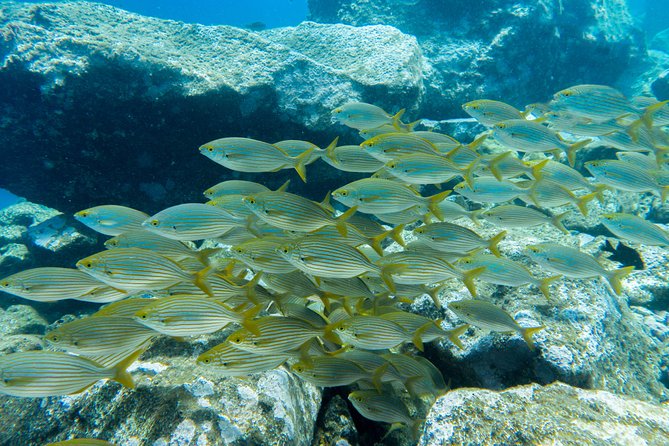 Try Dive - PADI Discover Scuba Diving in Tenerife - Who will enjoy this experience most