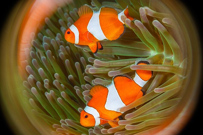 Try Dive Program in the Biorock Pemuteran - The value of two participants per instructor