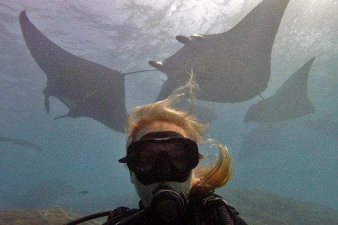 Try Dive with Manta Rays in Bali - Why manta rays make this beginner trip special