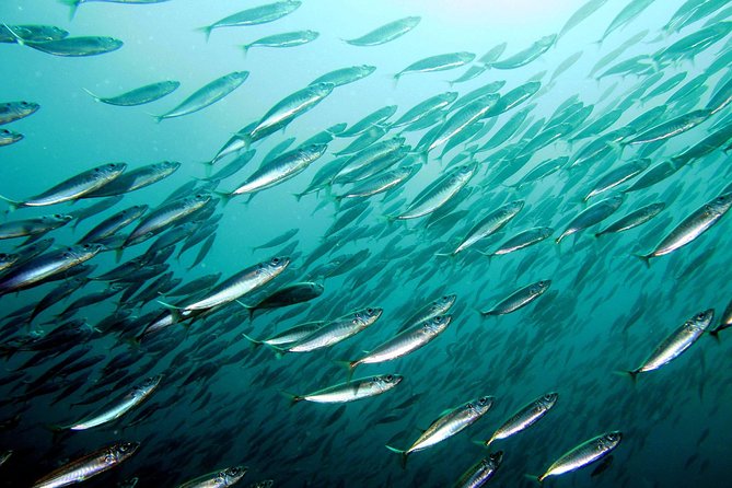 Try diving, breathing underwater Lisbon region - Meeting in Sesimbra before the open-water session