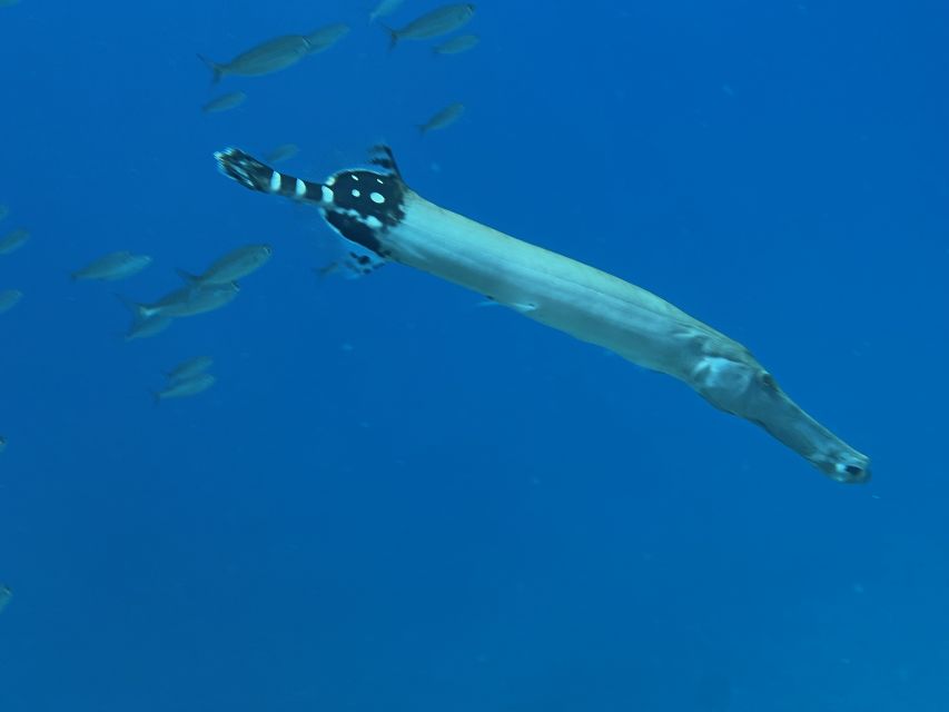Try diving for the first time in turtle area - A gentle first step into Tenerife’s sea