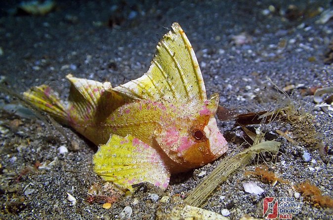 Try Diving in Blue Lagoon Padangbai Bali for non-certified divers - Blue Lagoon: clear water and small sea life