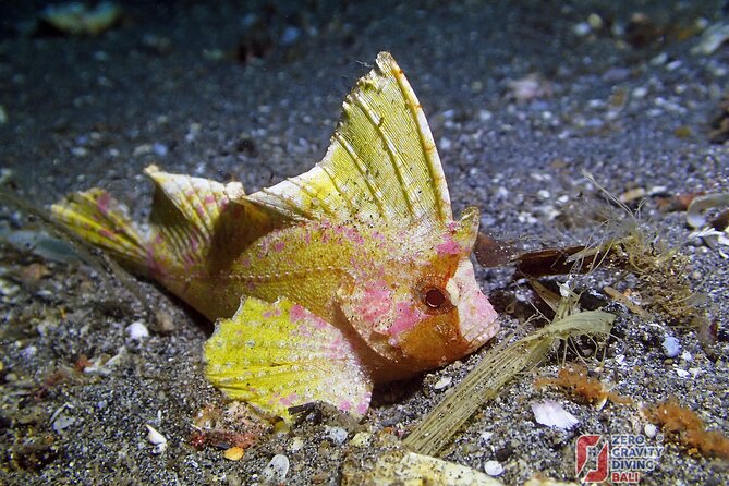 Try Diving in Blue Lagoon Padangbai Bali for non-certified divers - Bias Tugel and the reef by the white beach