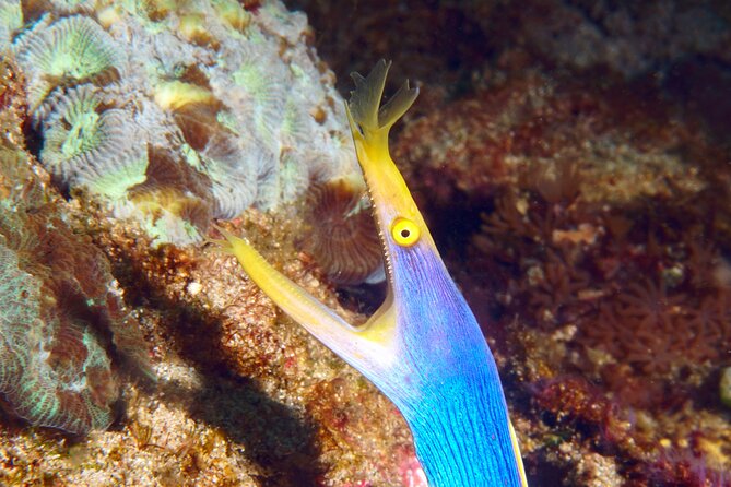 Try Diving in Blue Lagoon Padangbai Bali for non-certified divers - Jepun’s artificial reefs and wreck