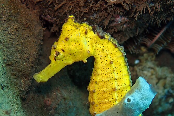 Try Diving in Blue Lagoon Padangbai Bali for non-certified divers - Safety, instruction, and the PADI medical form
