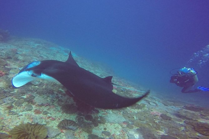 Try Diving in Manta Point - Nusa Penida - The 9 AM trip to Nusa Penida