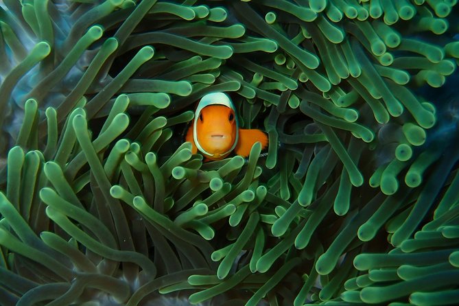 Try Diving in Nusa Lembongan - Penida. For beginners (with 2 ocean dives) - What the one-hour surface break is like