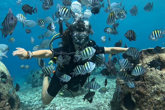 Try diving without previous experience from shore - Coral restoration and the small creatures you might see