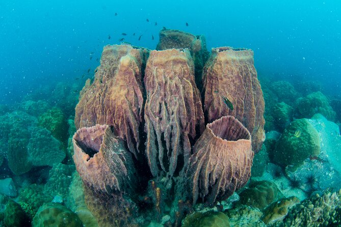 Try Scuba Diving 2 Dives Bang Bao - Key points to know before booking