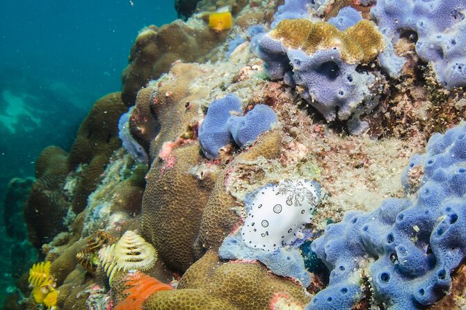 Try Scuba Diving 2 Dives Bang Bao - A first underwater experience from Bang Bao